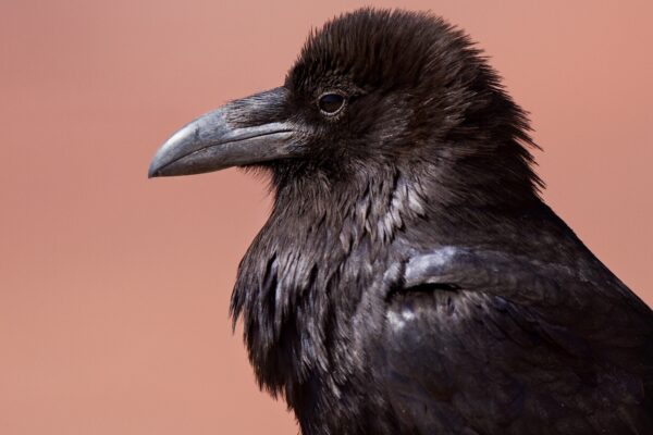 A raven, considered one of the smartest birds on the planet.