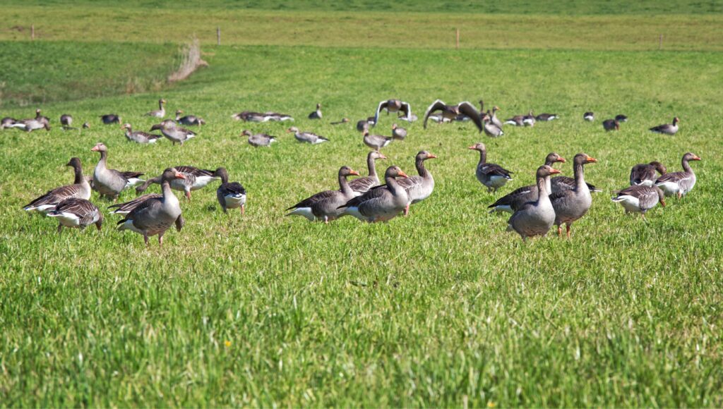 Wild geese on grassland.