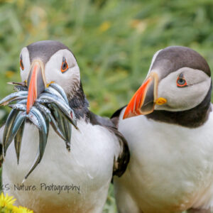 Atlantic Puffin. Photo credit: Krisztina Scheeff