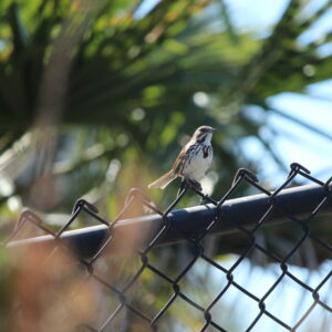 Wild bird sitting on a chain link fence