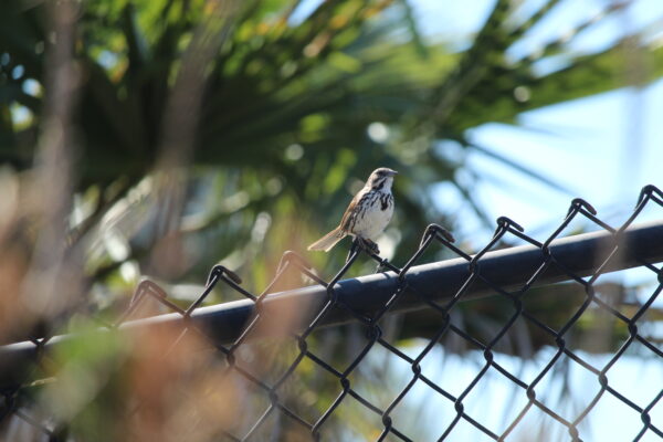 Wild bird sitting on a chain link fence