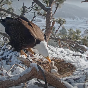 Big Bear Eagles with new eaglet in the snow