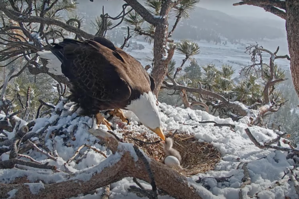 Big Bear Eagles with new eaglet in the snow