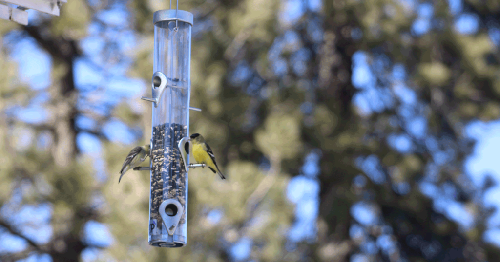 Finches snacking from the Droll Yankee Classic Sunflower Feeder