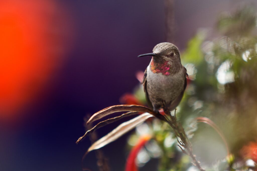 An Anna's Hummingbird perches on a garden plant.