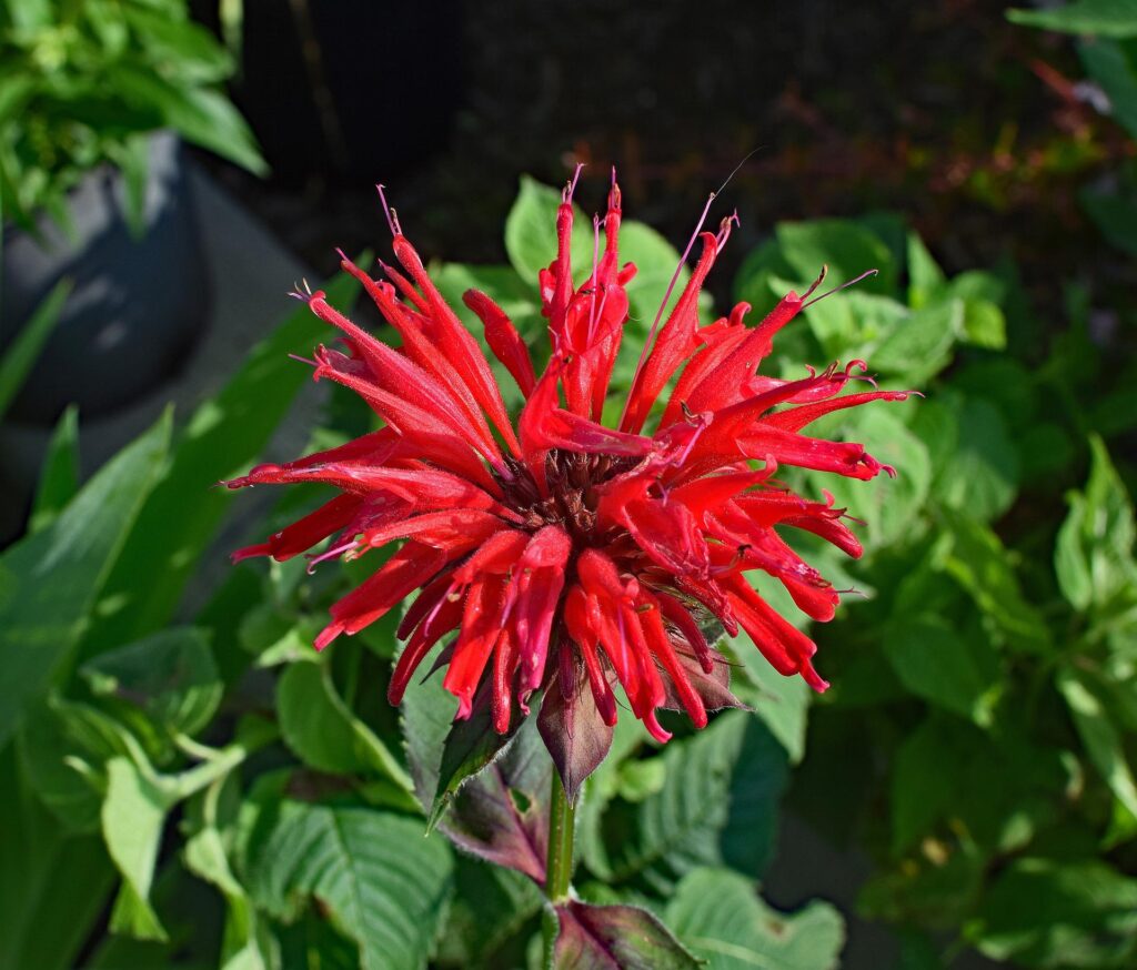 A bee balm plant, like the one shown here, is a hummingbird favorite--especially the red-colored variety.