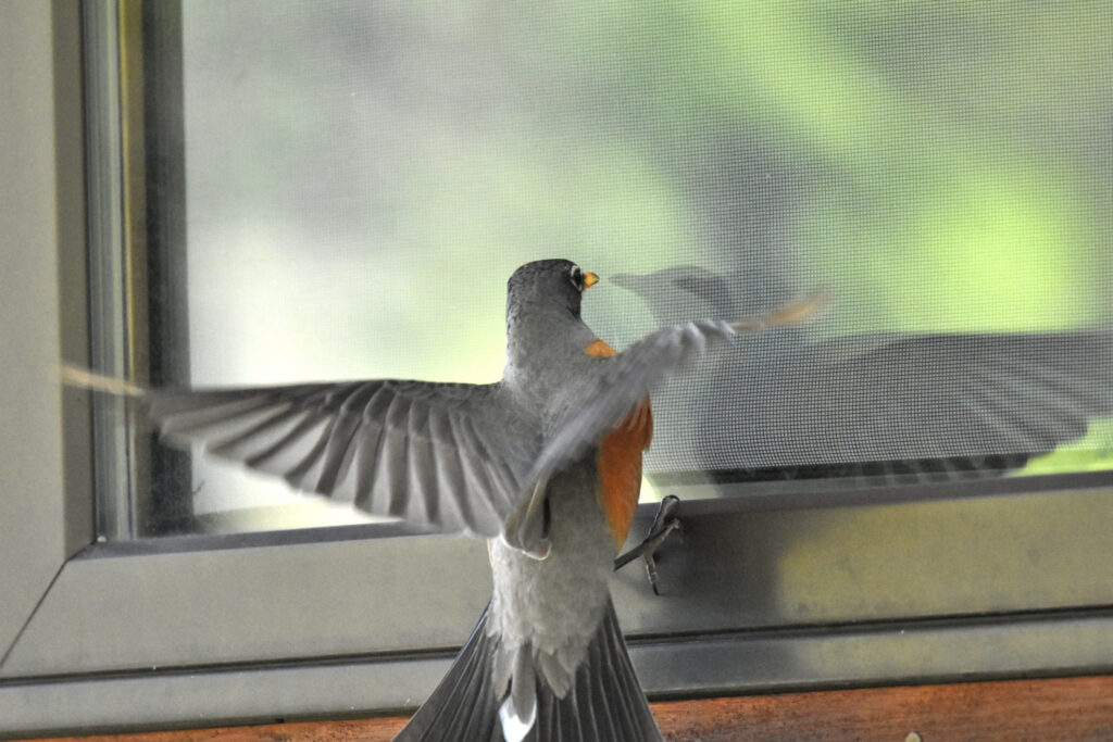 A bird flying into a window, called a bird strike or window strike.