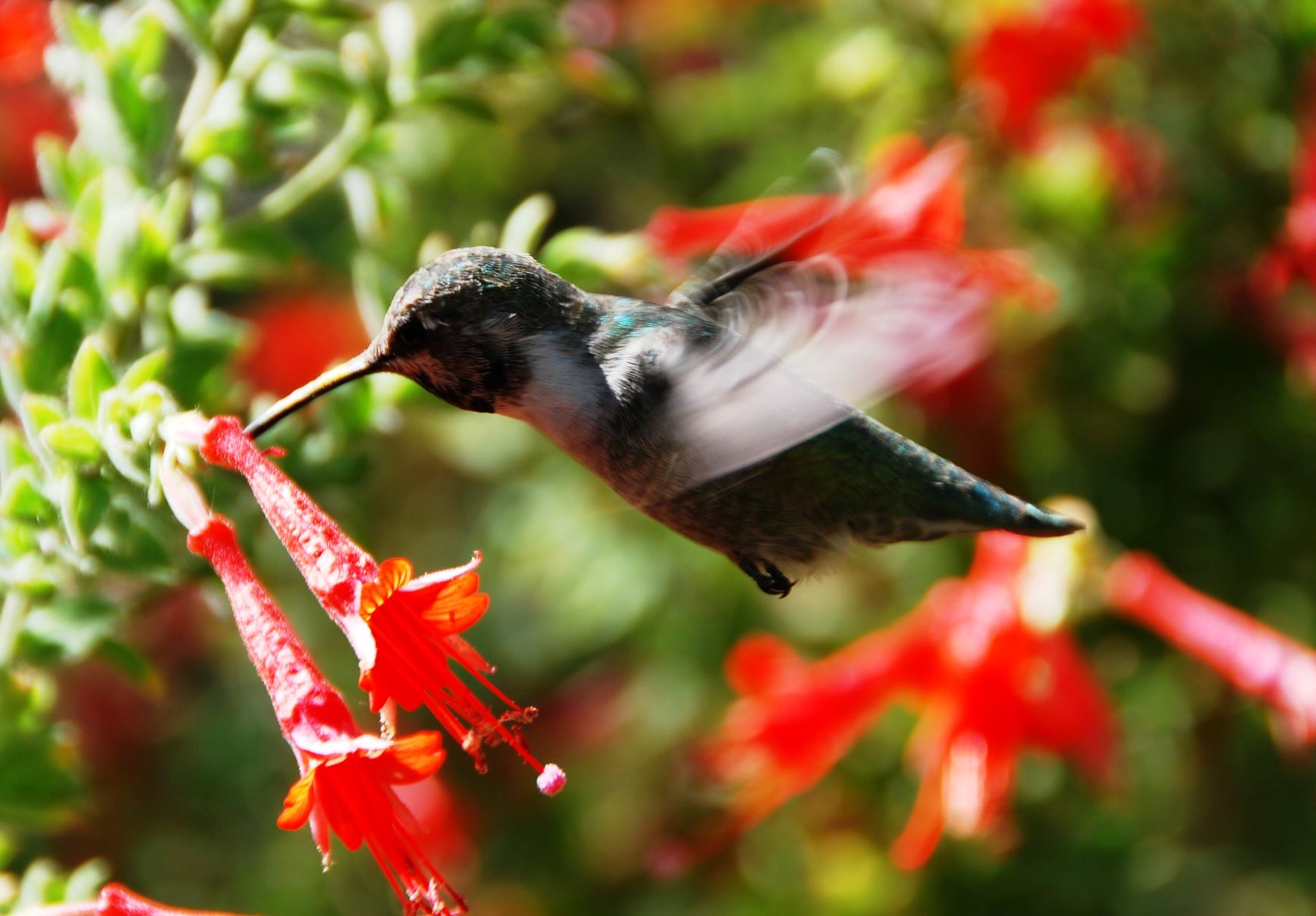 A Black-chinned Hummingbird stops to feed on a red flower.