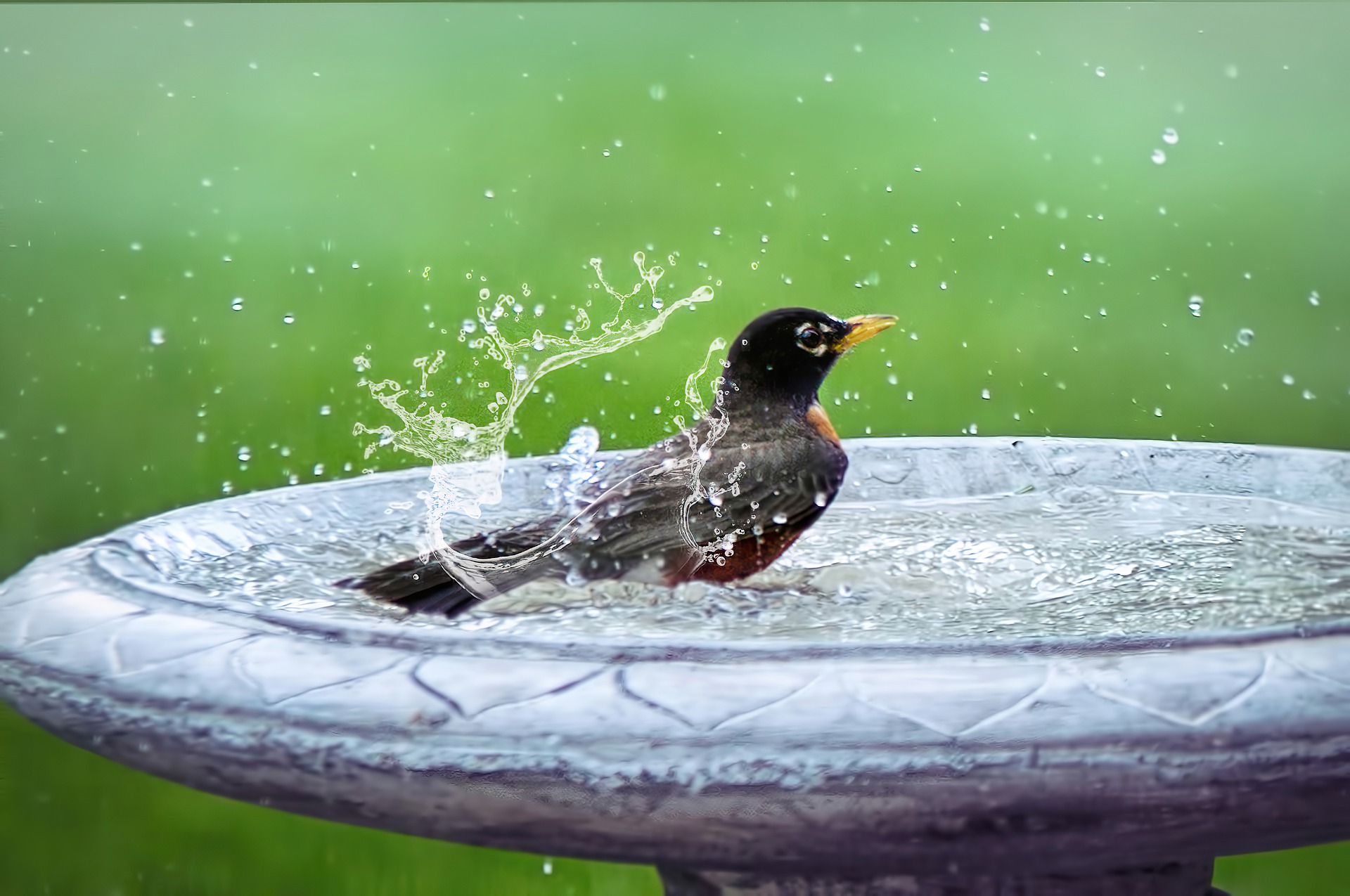 A black bird cools off as he bathes in a birdbath