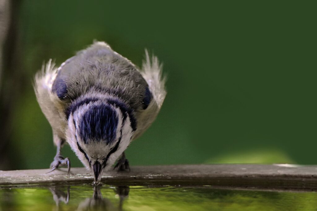 A Blue Tit drinks out of a birdbath.