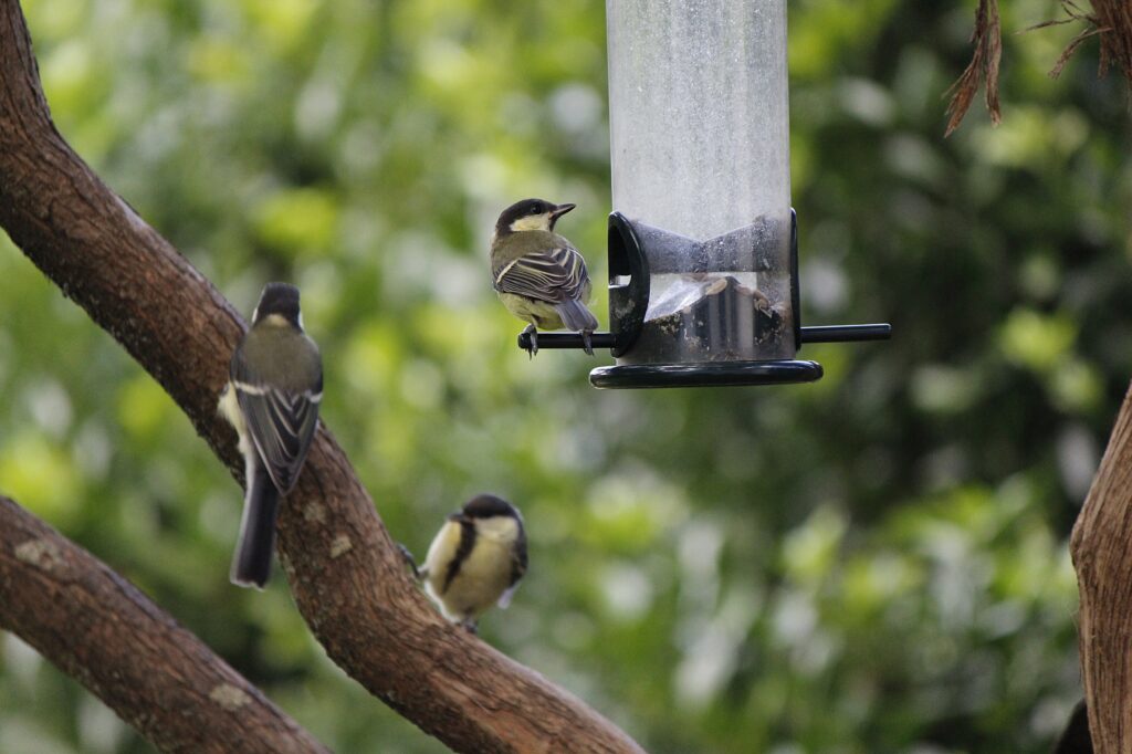 Chickadees feed at a shaded bird feeder to escape the summer sun.