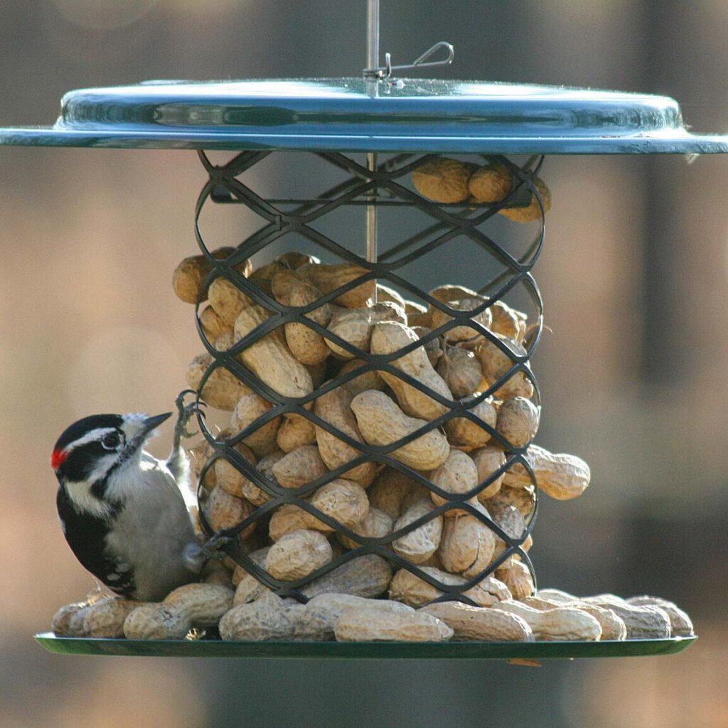 Bird feeding on the Magnet Mesh Whole Peanut Feeder, available at the Chirp store.