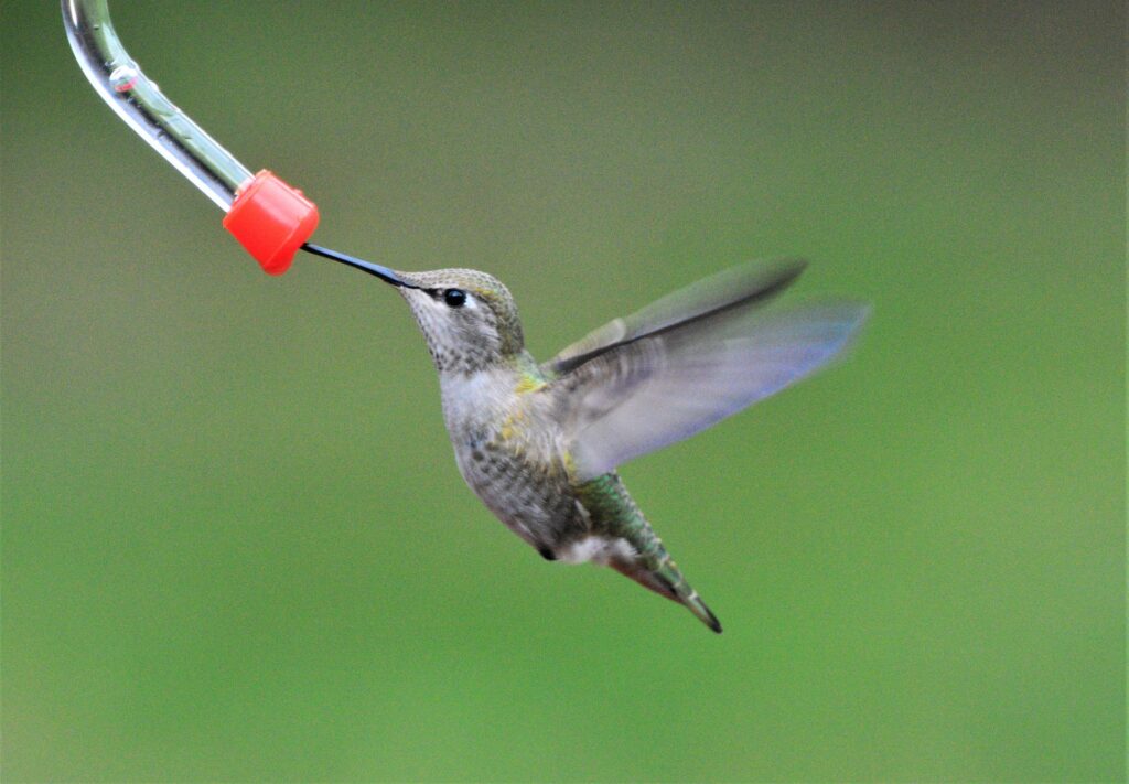 A hummingbird, mid flight, stops to drink from a hummingbird feeder.