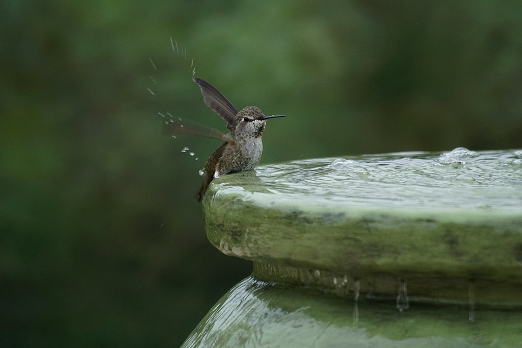 A bathing hummingbird splashes in a birdbath.