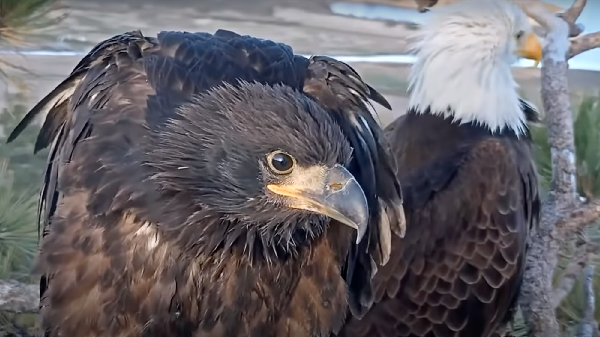 Big Bear Lake Bald Eagle Updates – Chirp Nature Center