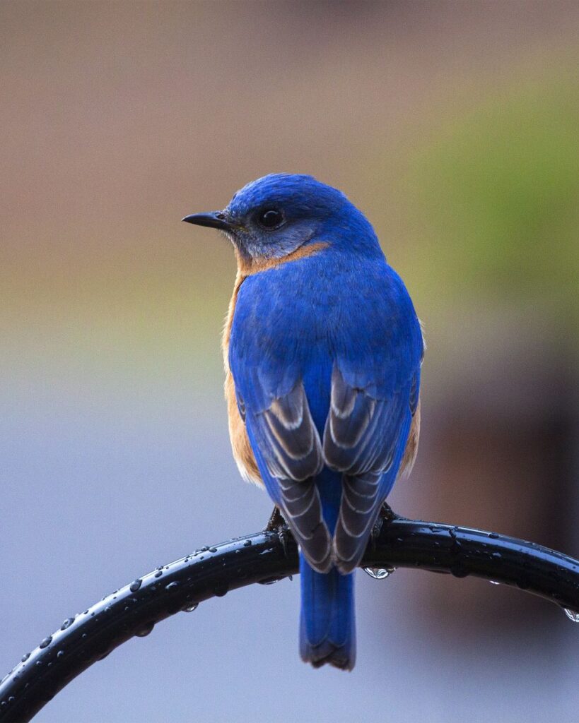 Mealworms are a favorite of the Western Bluebird, pictured here. 