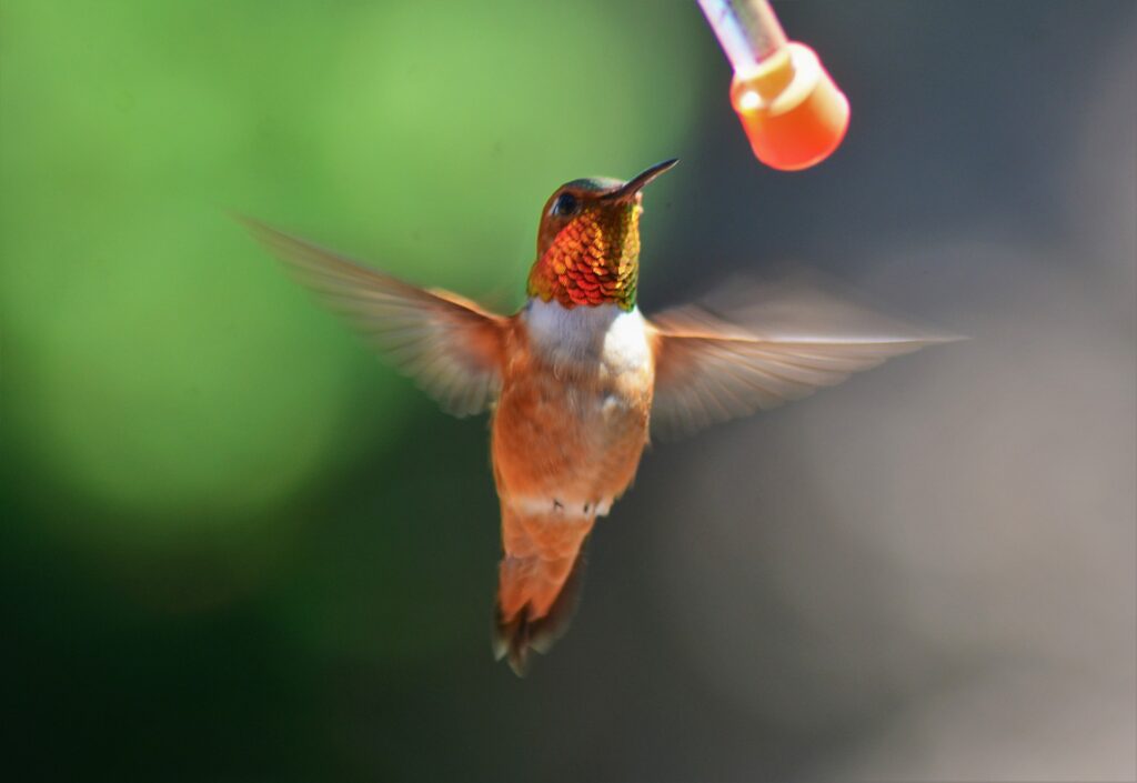 A hummingbird flies to a feeder.
