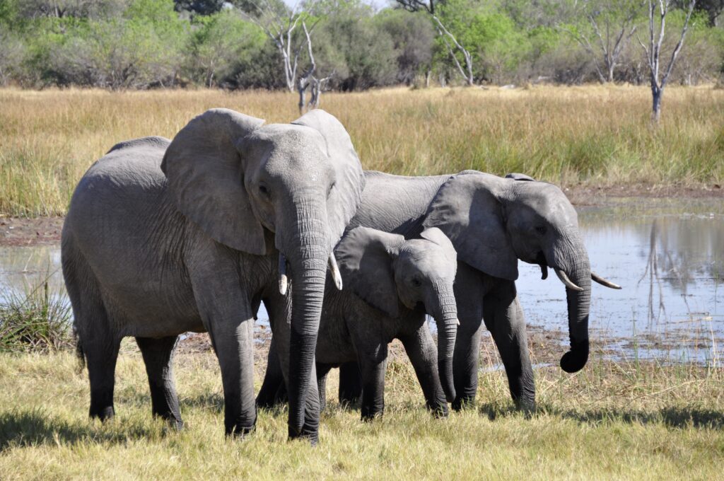 Three African elephants leaving the watering hole. 