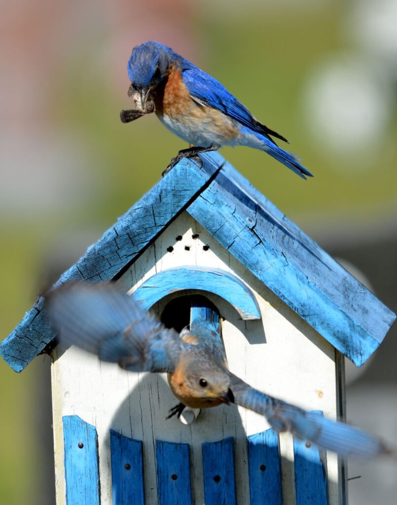 A pair of bluebirds set up residence in a blue-painted birdhouse.