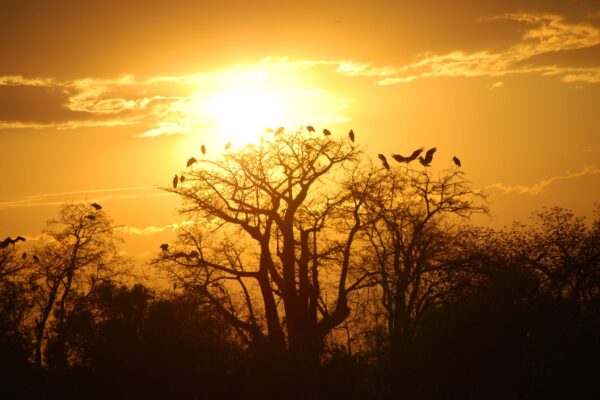 Birds find a place to rest on bare tree branches as the sun sets behind them.