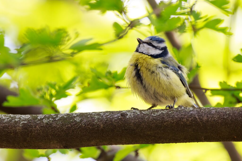 A Blue Tit takes refuge in the green foliage of a tree.