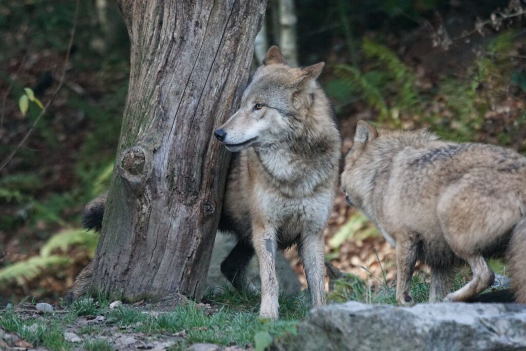 Two grey wolves peer around a tree trunk in the forest.