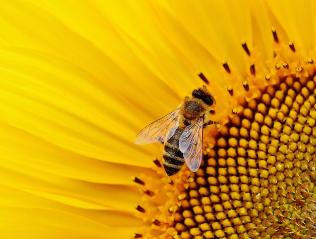 A honey bee drinks nectar from a sunflower.