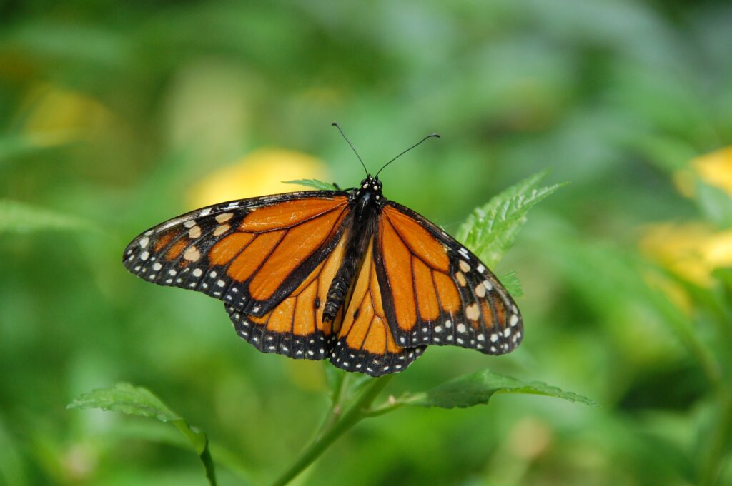 A monarch butterfly alights on a plant stalk. 