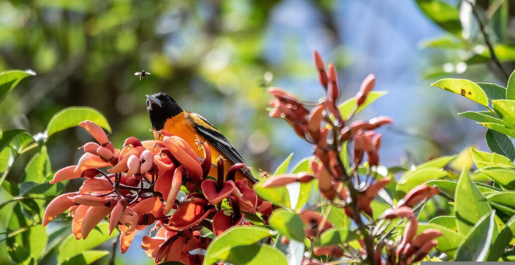 A Baltimore Oriole rests on some orange blossoms.