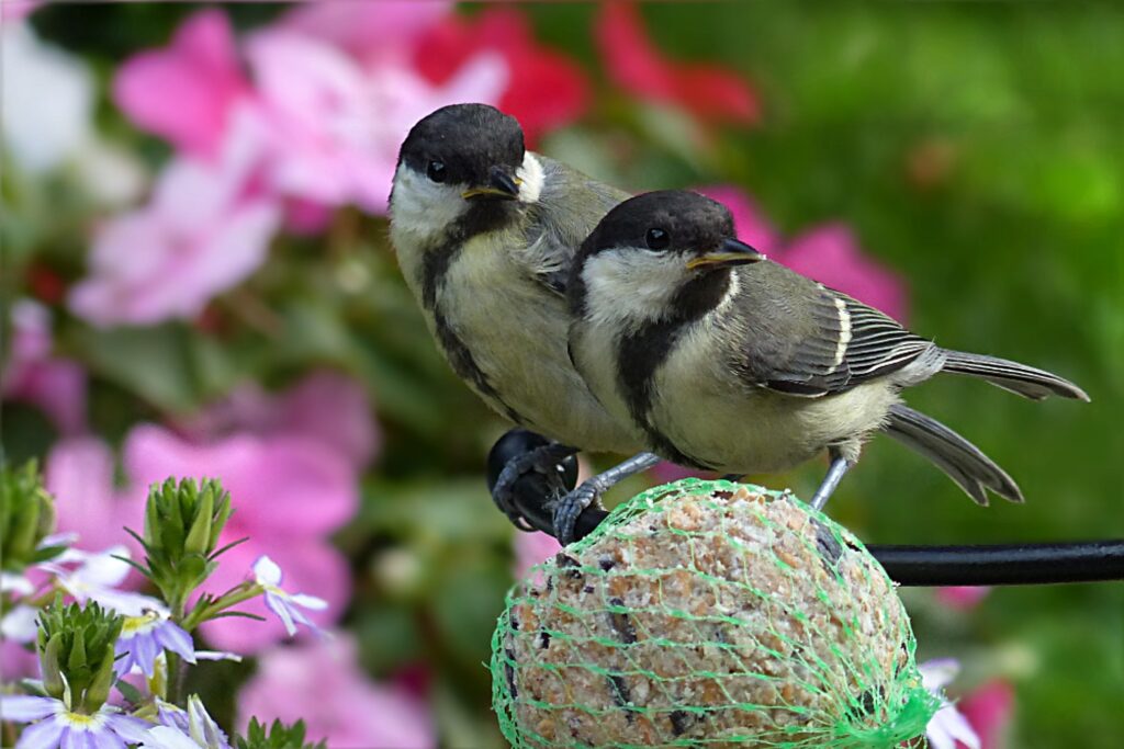 Two chickadees feed on a suet ball with pink blossoms in the background.
