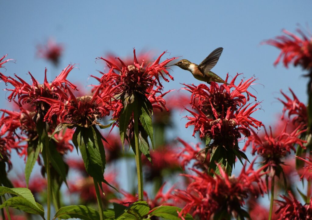 A hummingbird sips nectar from a red bee balm bloom.