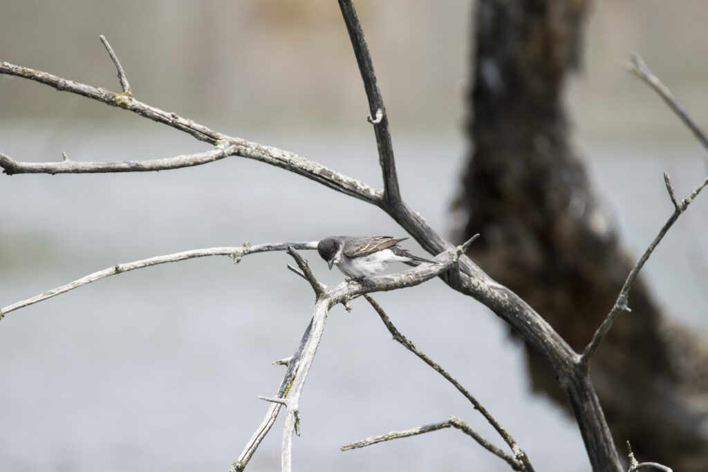 A sparrow perches on a bare tree branch.