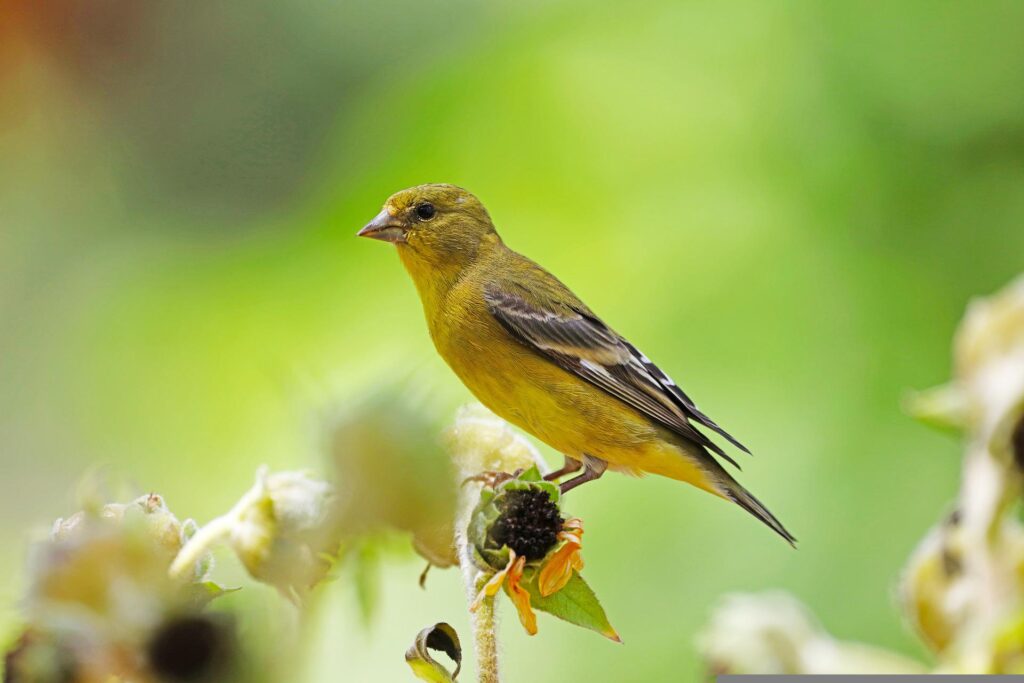 A Lesser Goldfinch takes a rest atop a yellow flower.