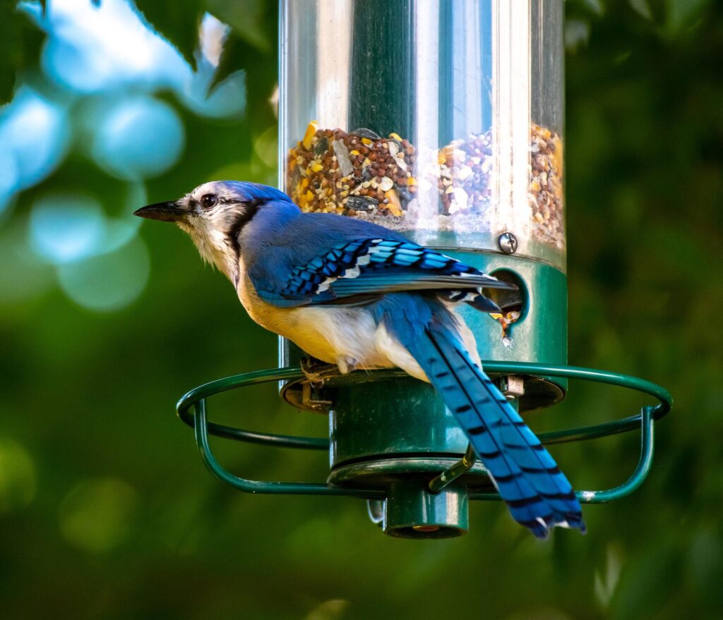 A Blue Jay feeding at a tube bird feeder.