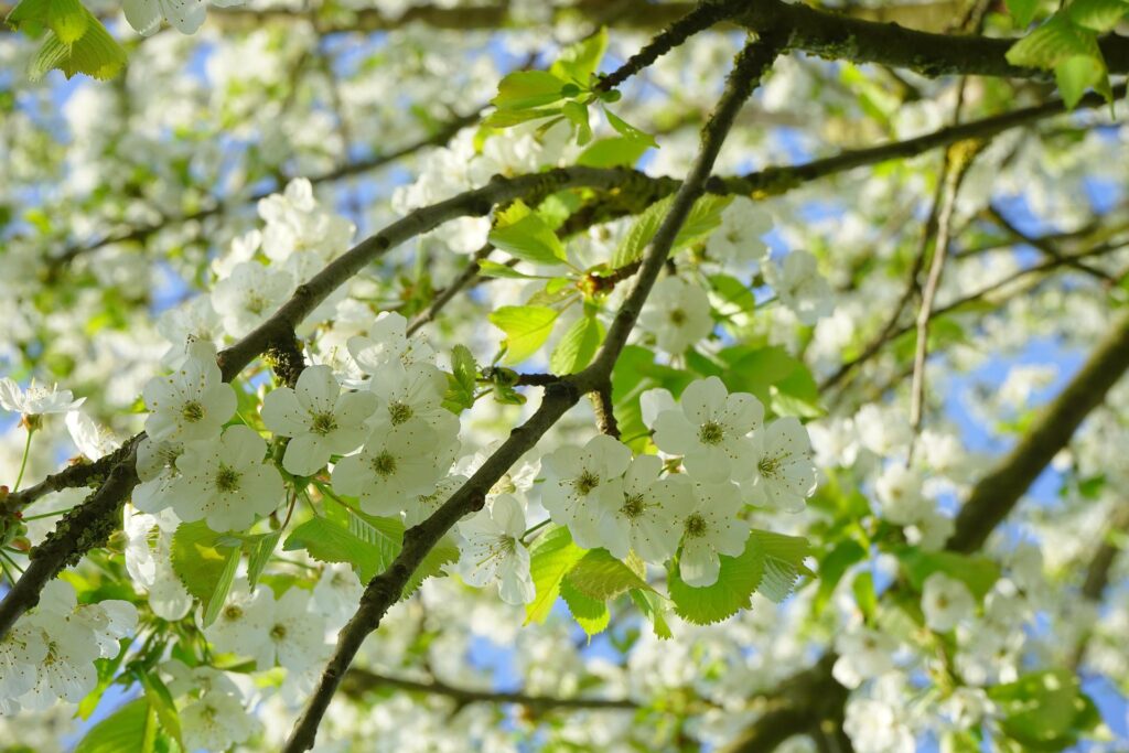 White cherry blossoms bloom.