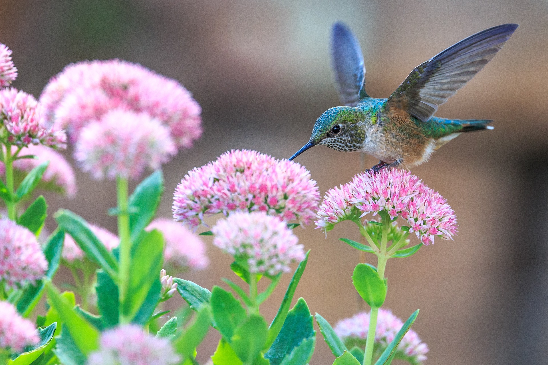 A curious hummingbird checks out pink flowers.
