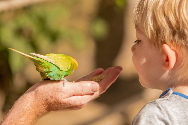 Chirp Nature Center – Shop Wild Bird Supplies - Big Bear Lake, CA