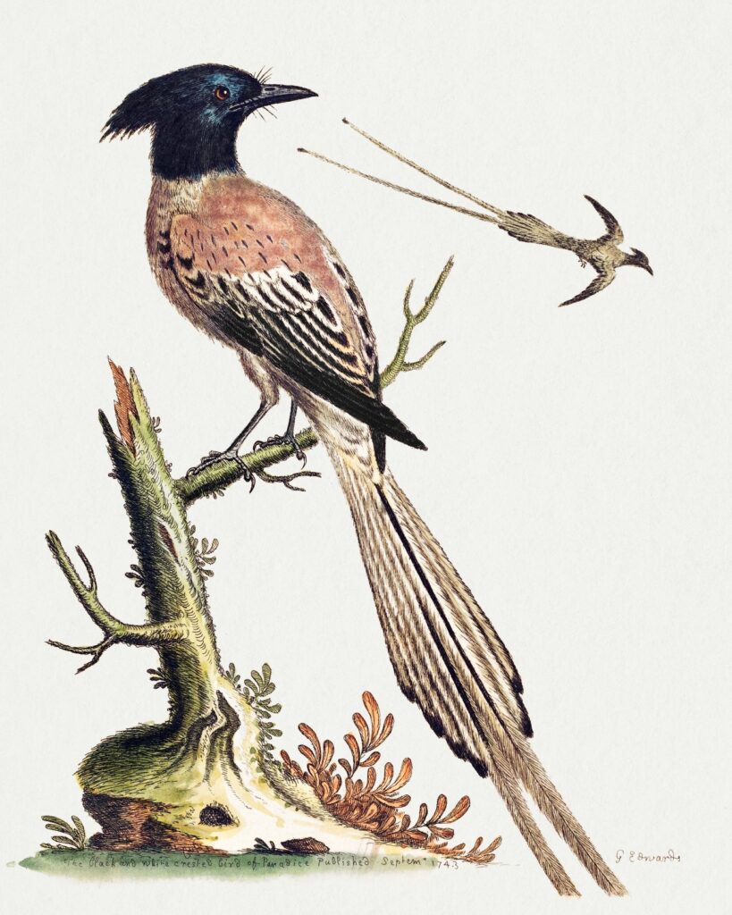 The Black and White Crested Bird of Paradise by George Edward, published in A Natural History of Uncommon Birds and Animals 