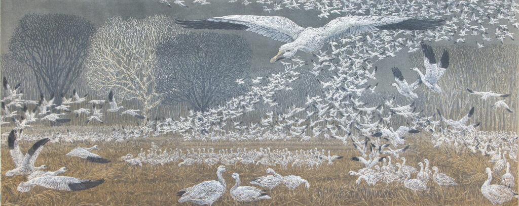 Wintering Snow Geese (1968) by Janet Elizabeth Turner