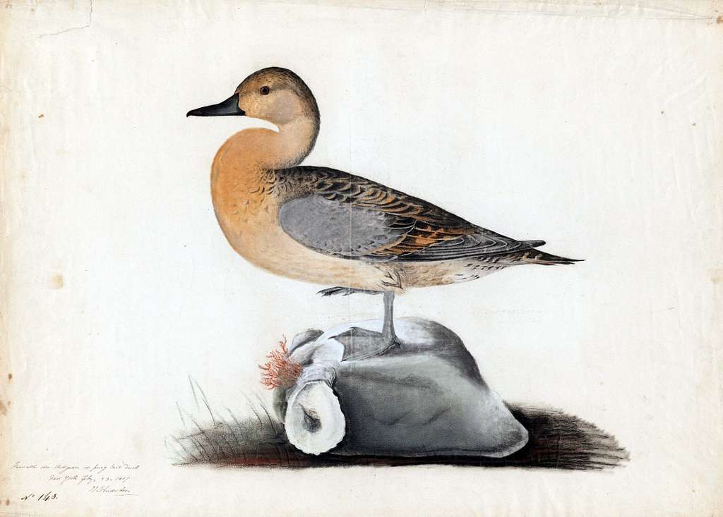 American Widgeon, study by John James Audubon, published in The Birds of America