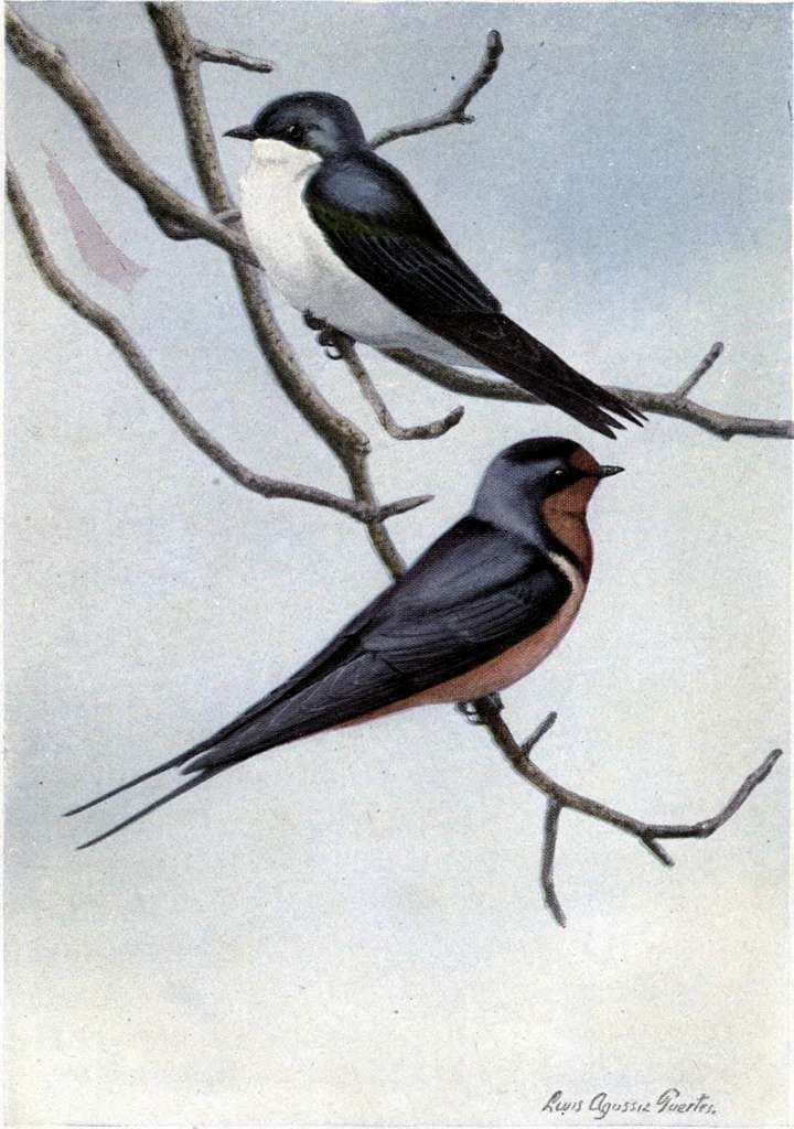 Tree Swallow and a Barn Swallow by Louis Agassiz Fuertes, published in The Burgess Bird Book for Children