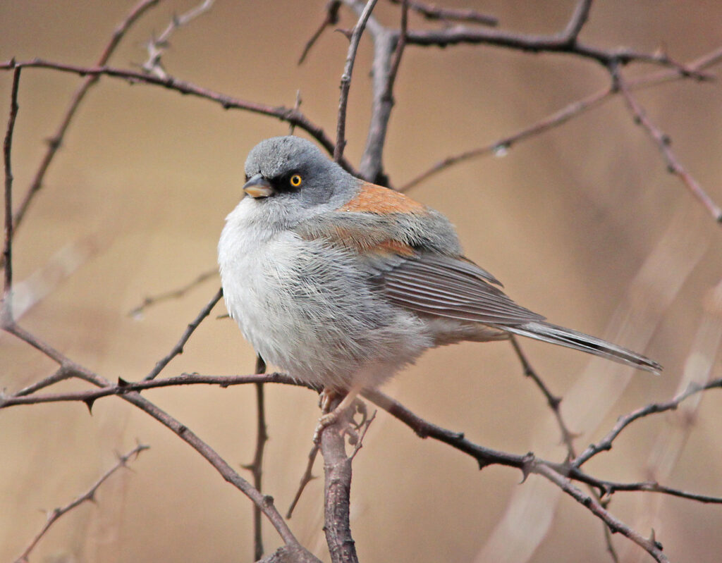 The Yellow-eyed Junco will leave the mountains for lower areas in winter.