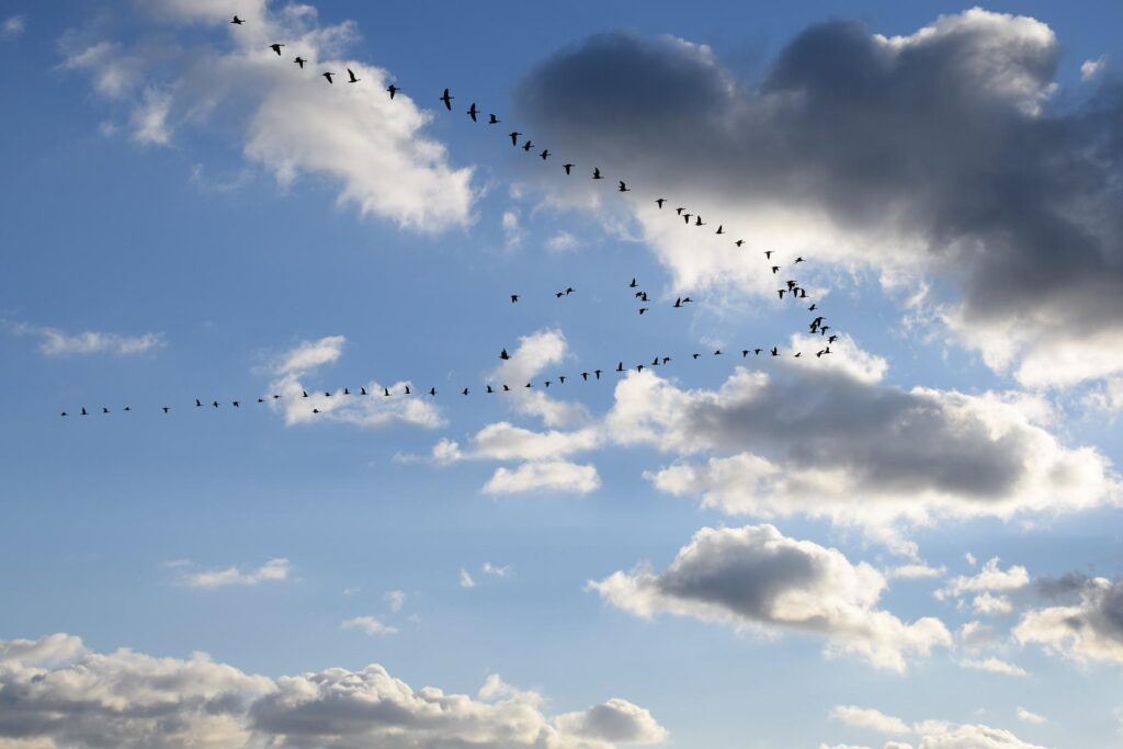 Migrating birds flying in a "V" formation.