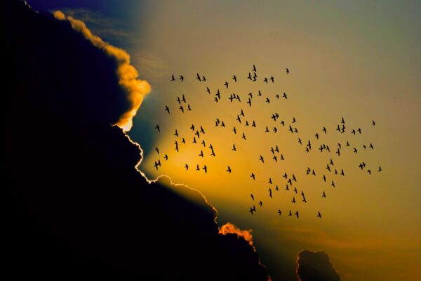 A flock of bird migrating in a dawn sky.