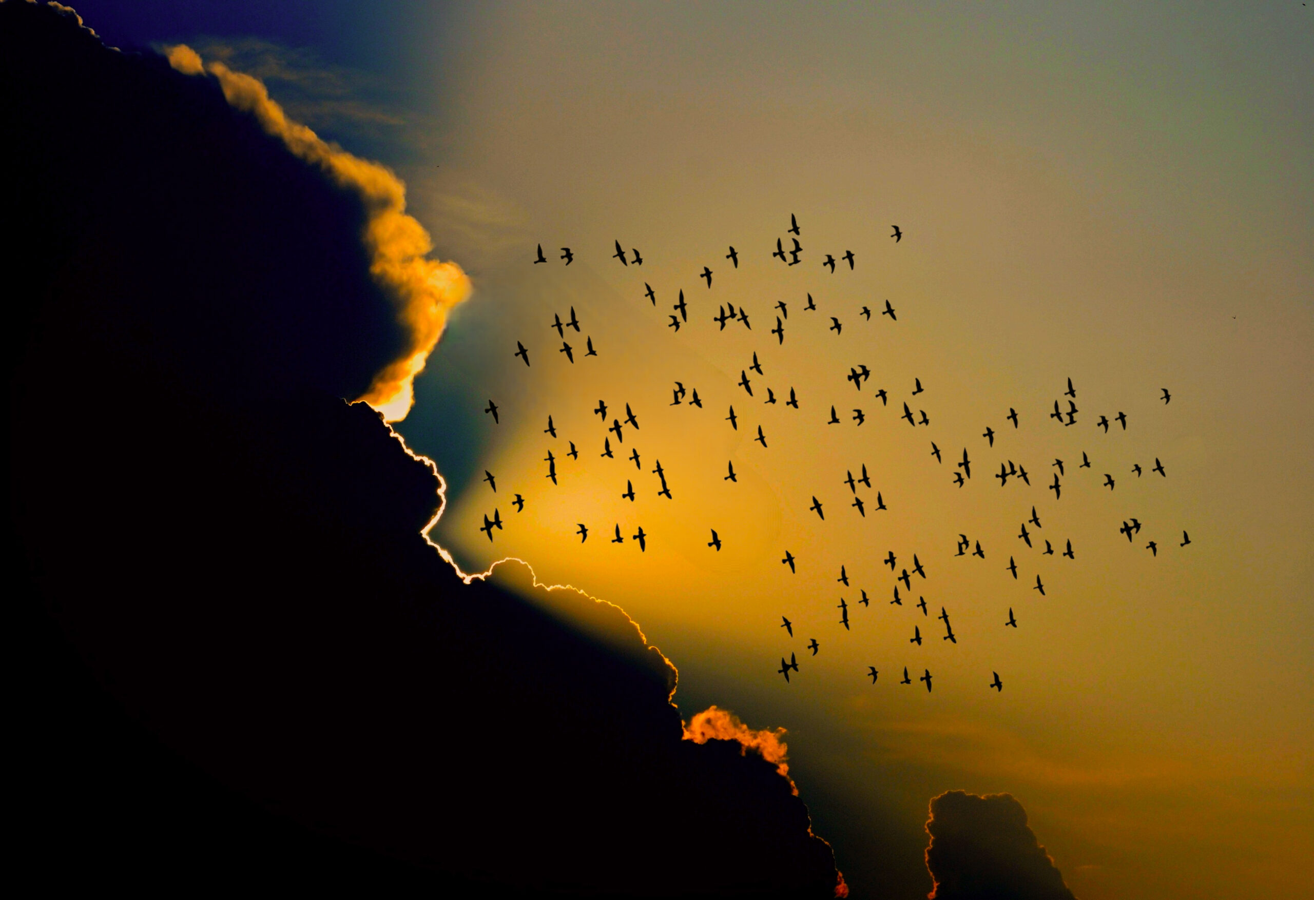 A flock of bird migrating in a dawn sky.