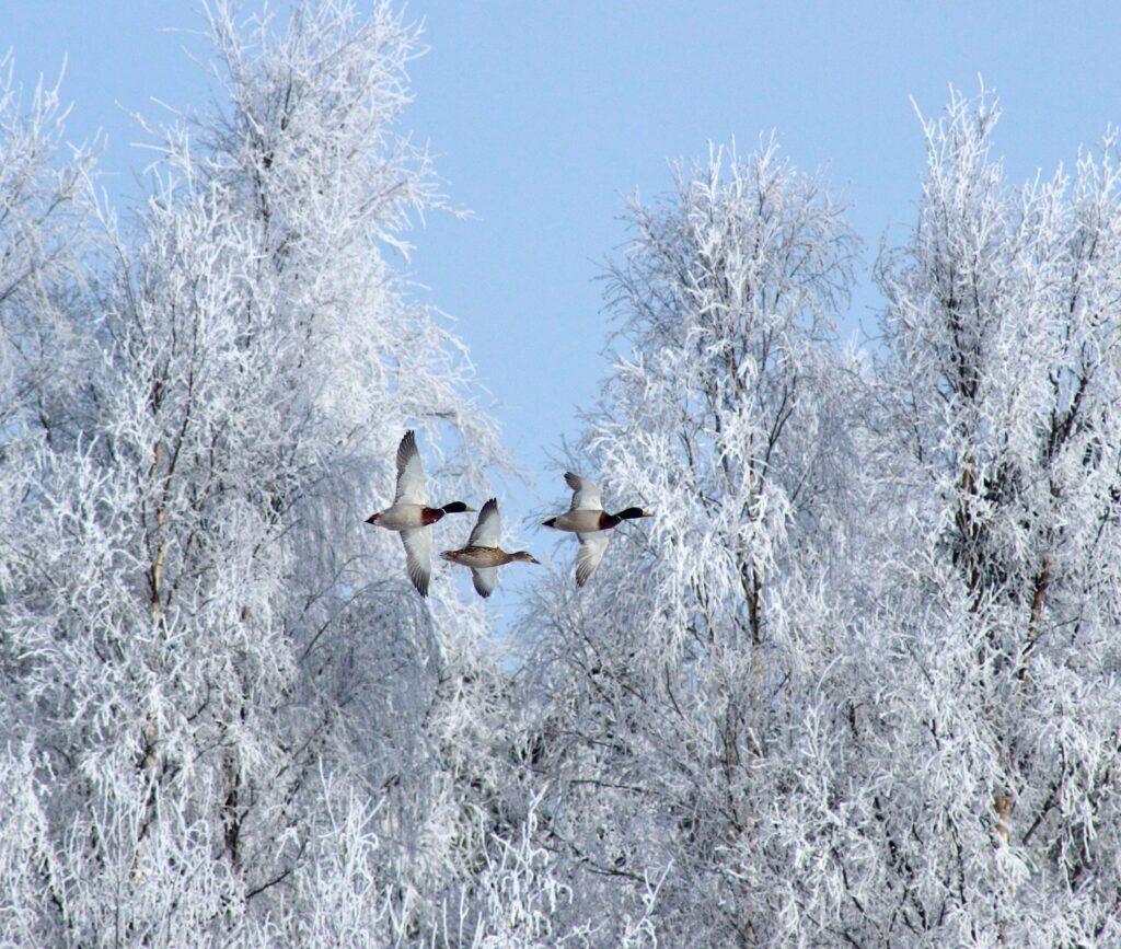 Canadian Geese fly south for the winter.