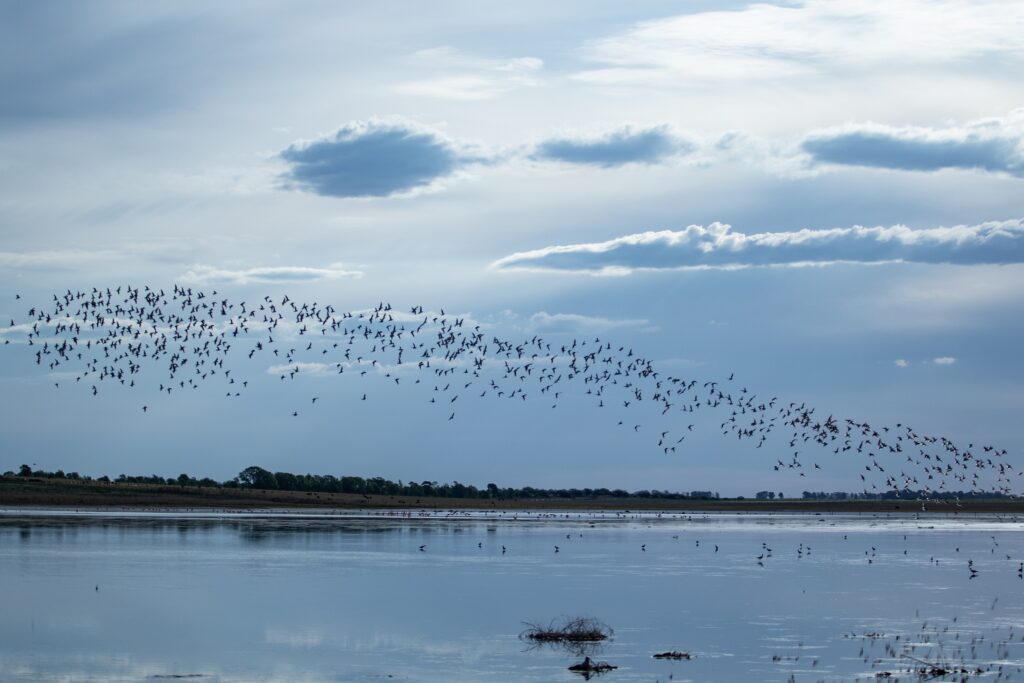 A large flock of migrating birds fill a cloudy sky.
