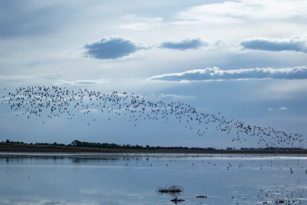 The Different Types of Bird Migrations – Chirp Nature Center