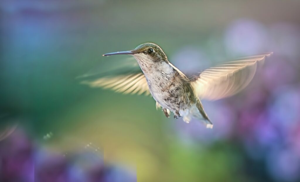 A hummingbird flitting its wings; it's fast wing beats inspired drone designs.