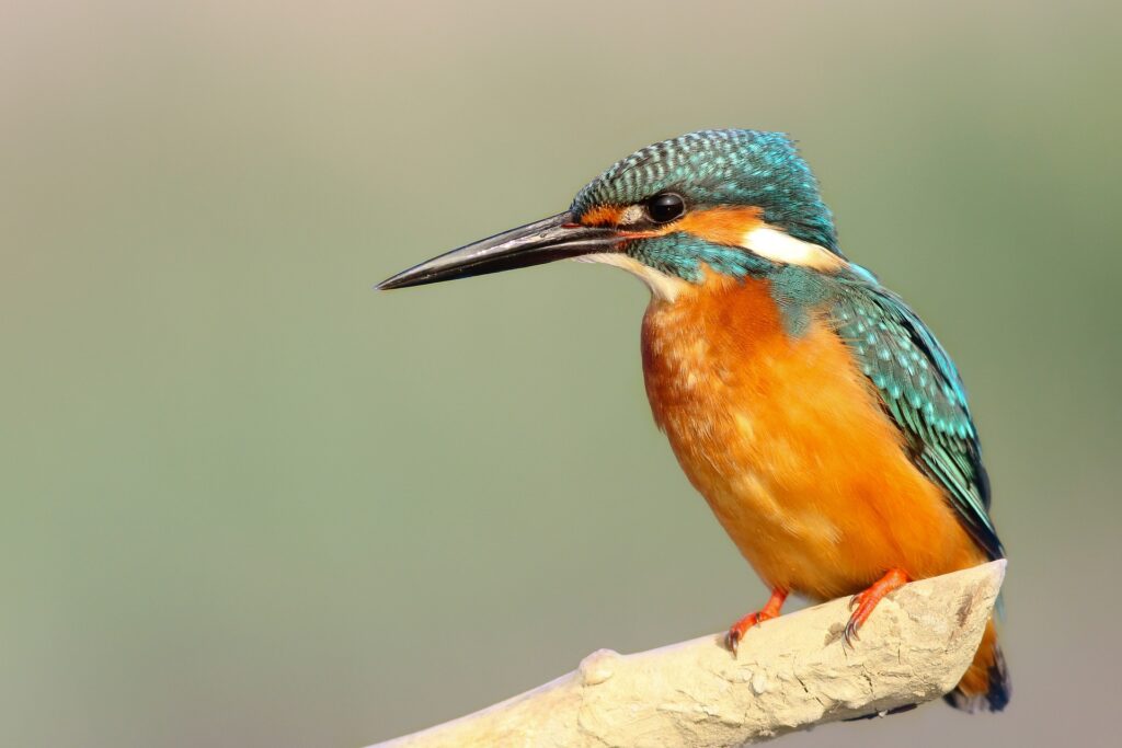 A Kingfisher bird shown in profile, showing the beak that inspired the world's fastest bullet train.